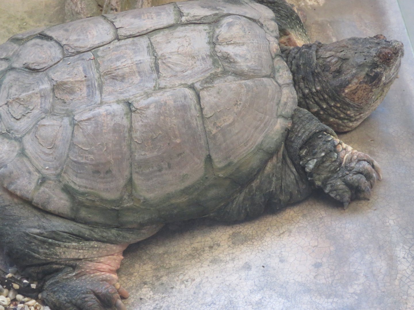 Snapping turtle