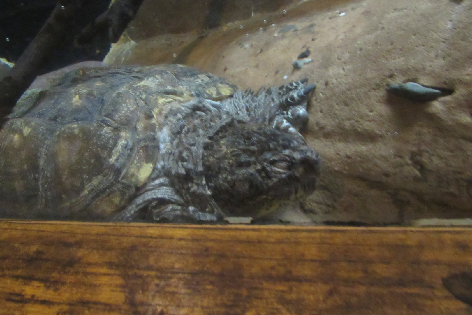 snapping turtle