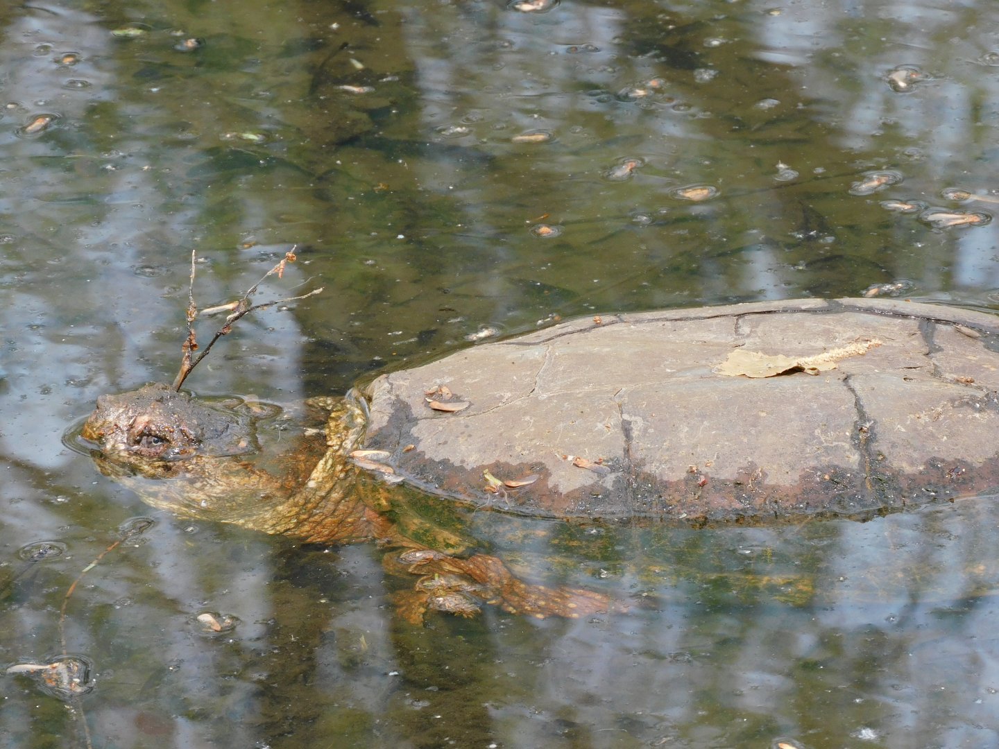 Snapping turtle