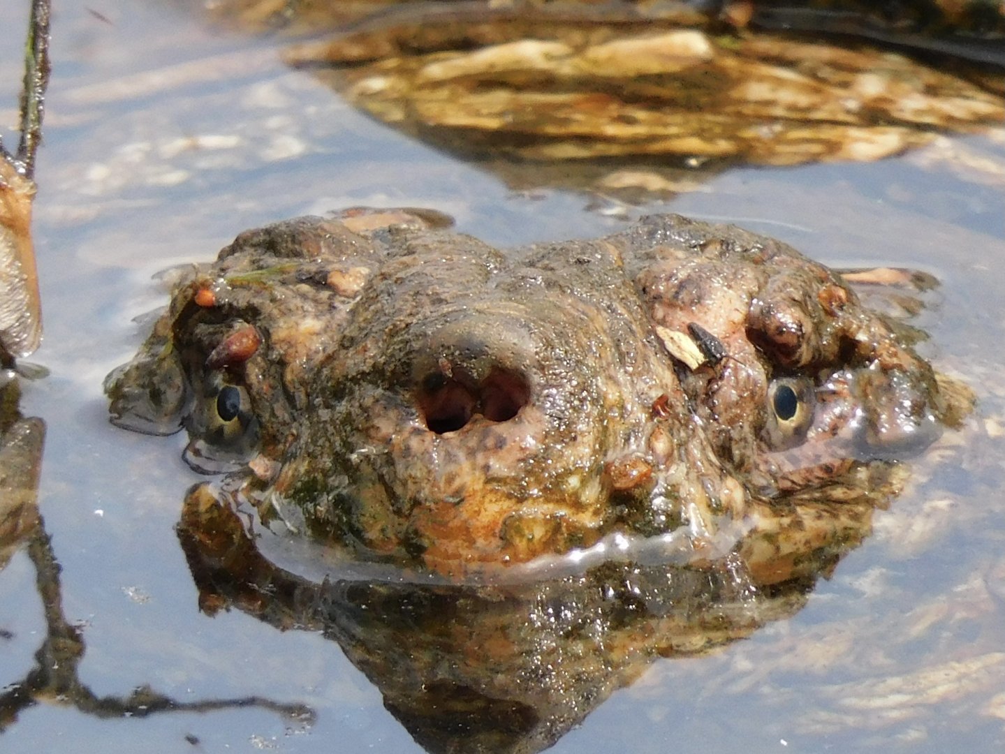 Snapping turtle