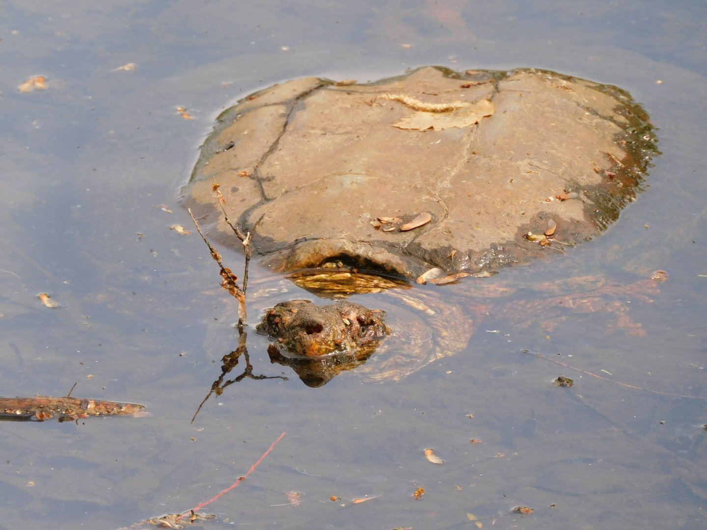 Snapping turtle
