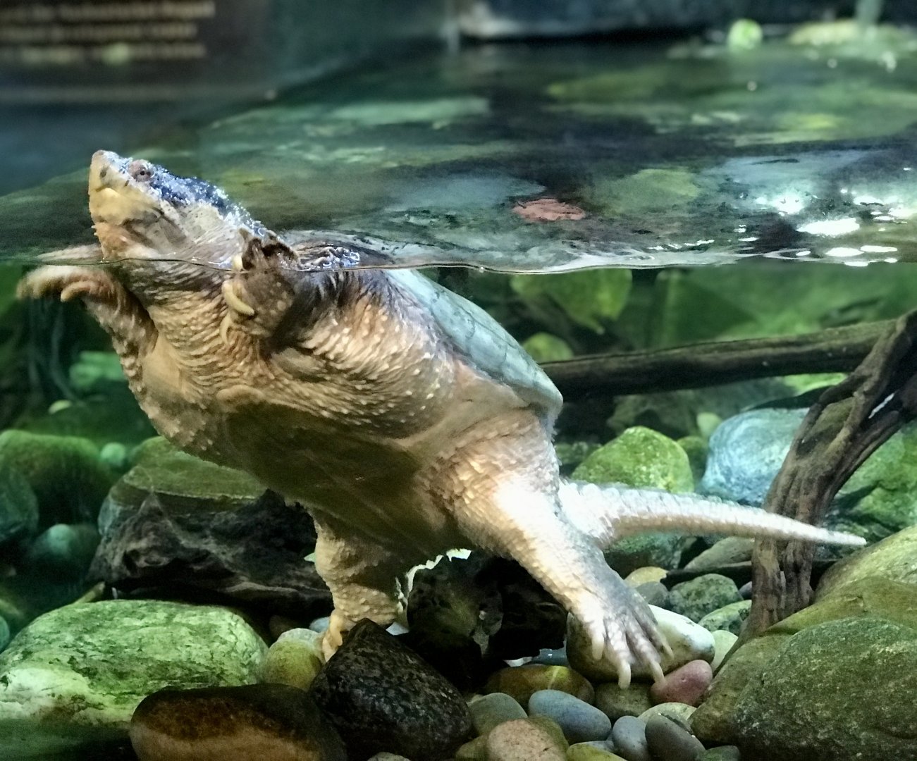 Snapping Turtle
