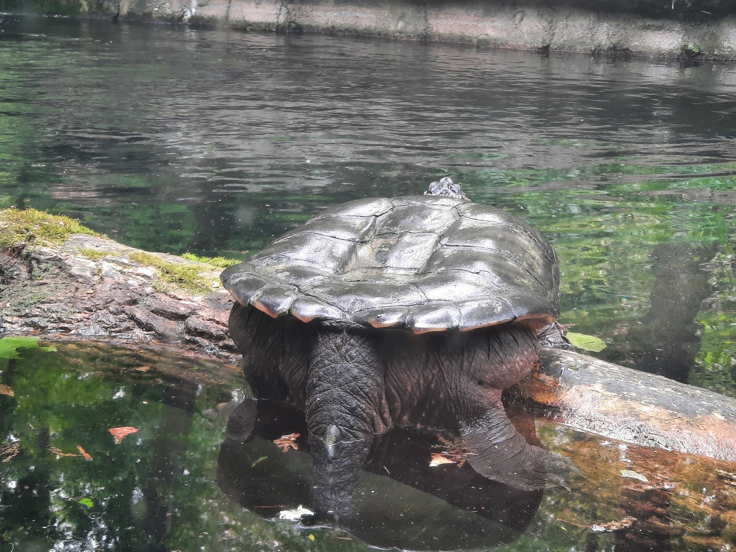 Snapping Turtle