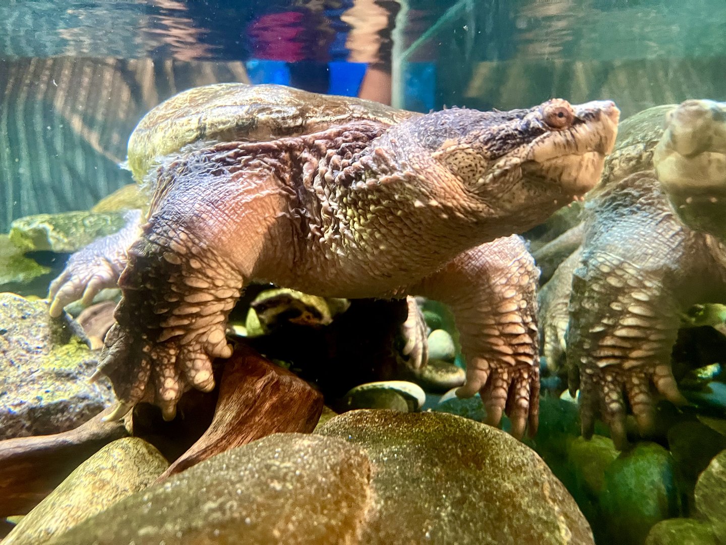 Snapping Turtle