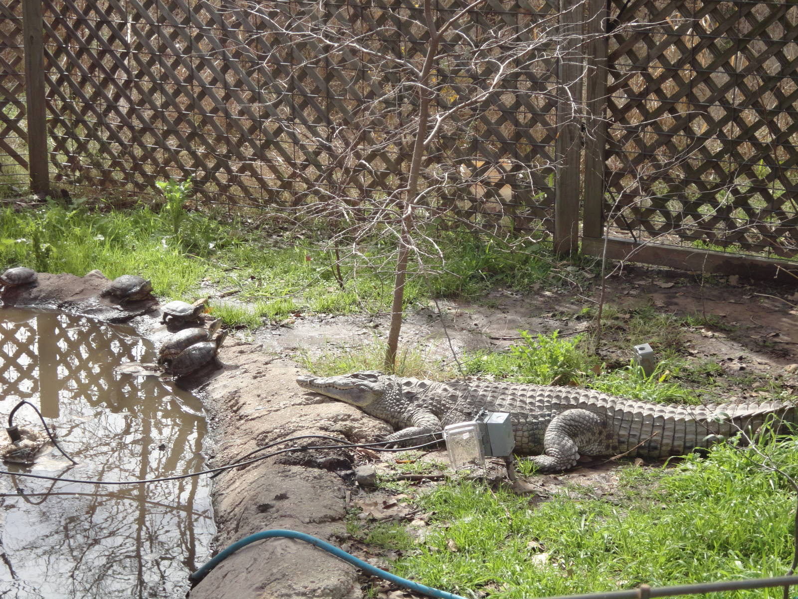 Snappy, Madagascan (maybe) Nile Crocodile