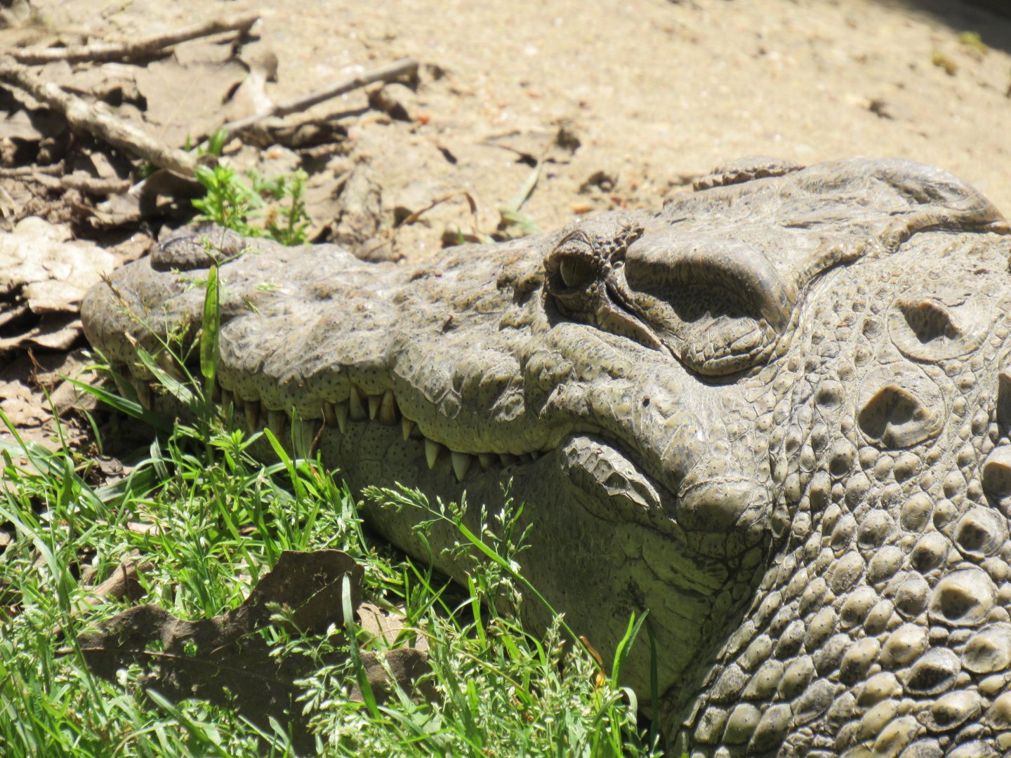 Snappy, Madagascar Nile Crocodile