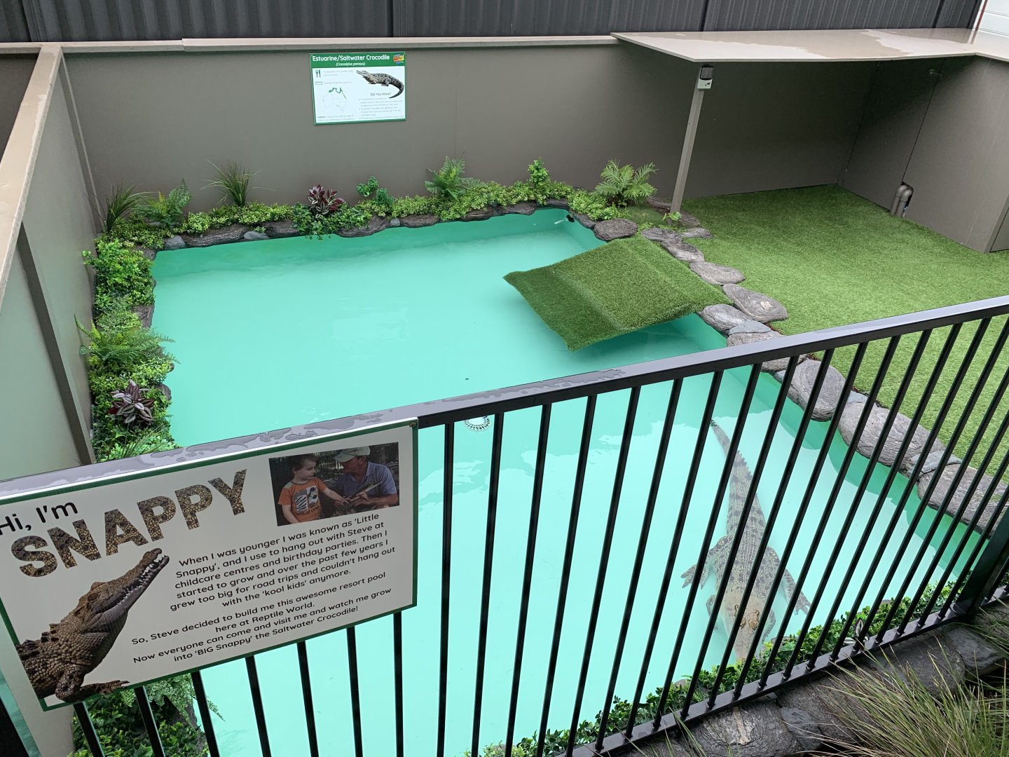 Snappy - Saltwater Crocodile