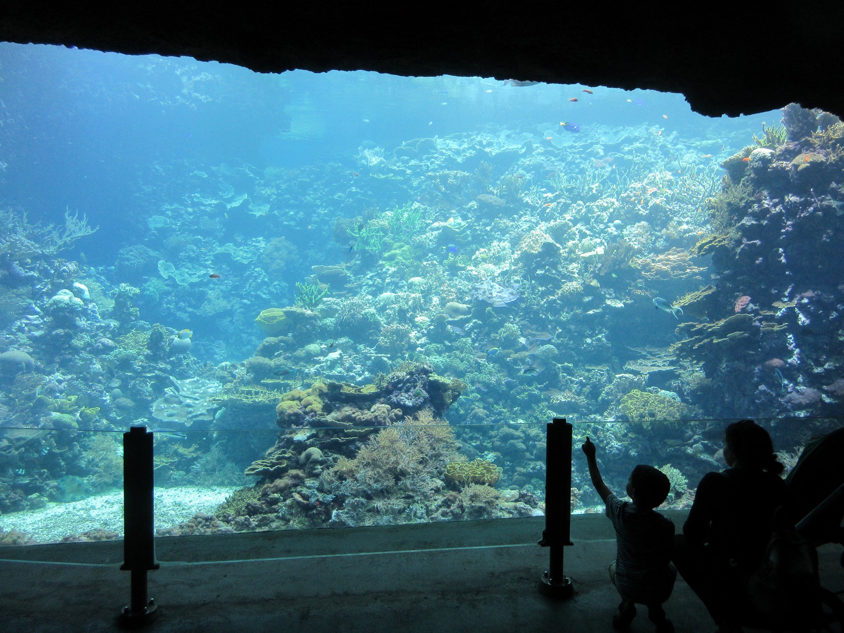 Snapshot of world-class Coral Reef tank