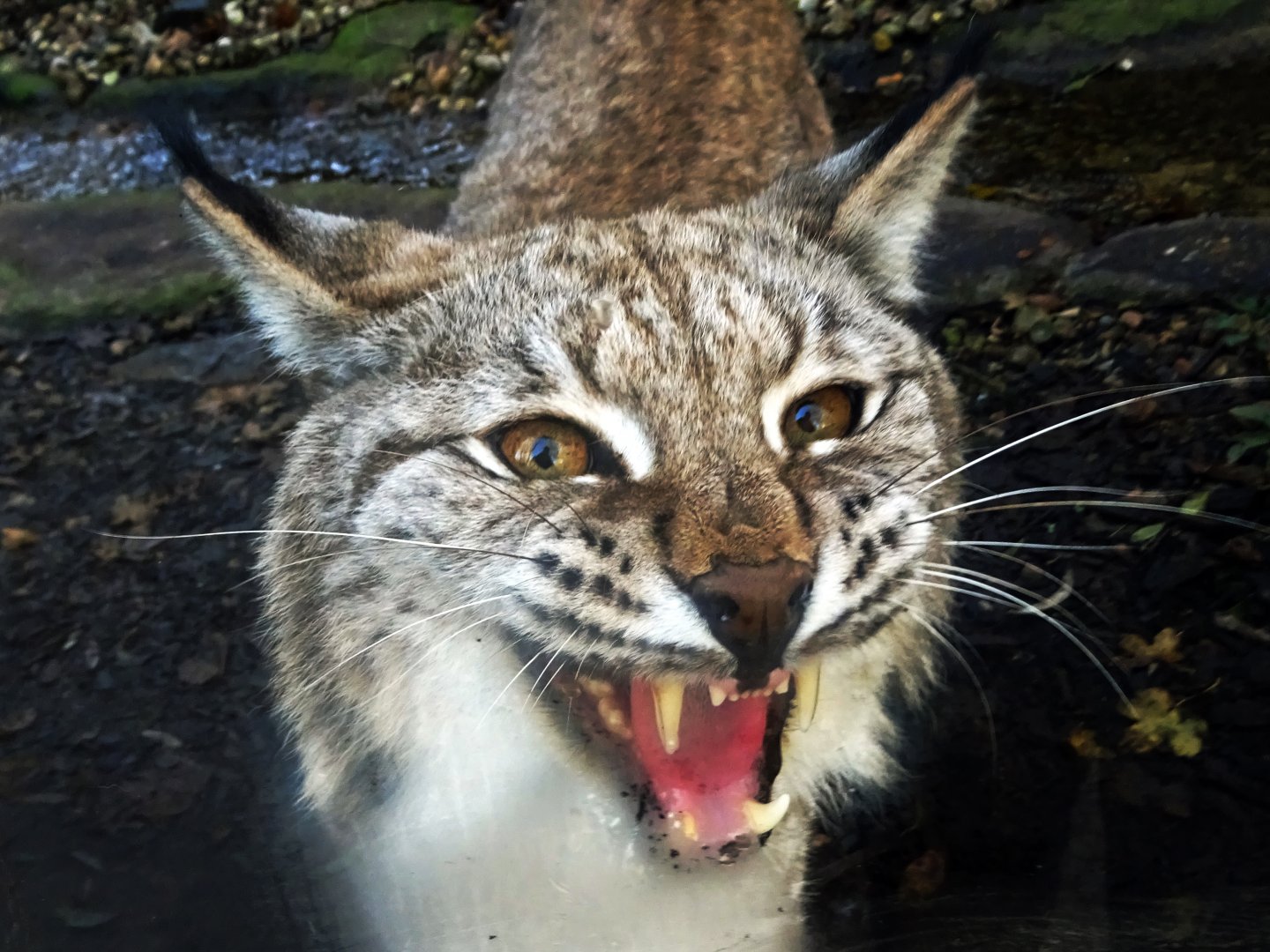 Snarling lynx