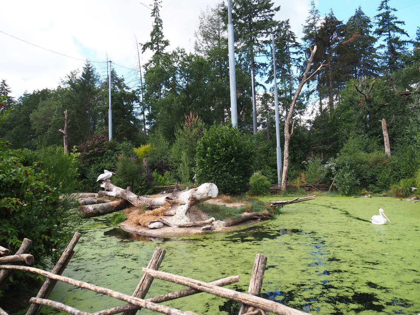 SnavelRijk Aviary - big pond with island