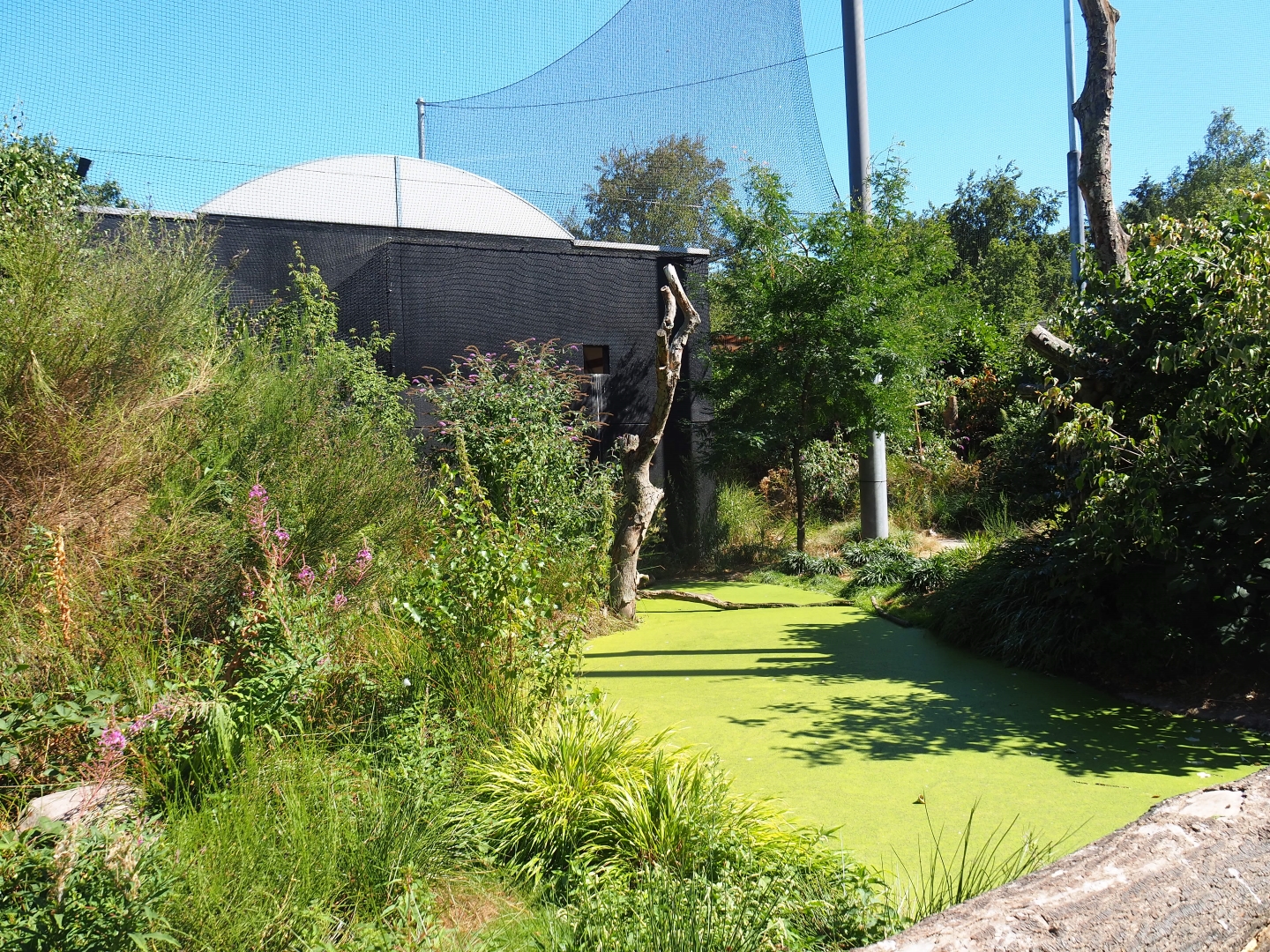 Snavelrijk aviary - small pond and holding building