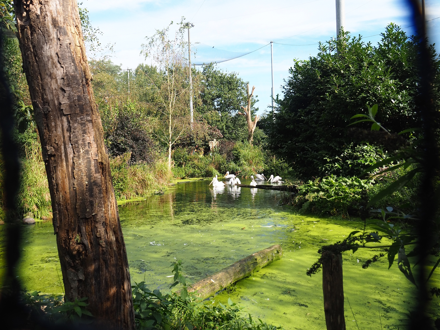 Snavelrijk ('Kingdom of Beaks') aviary, 2023-09-24