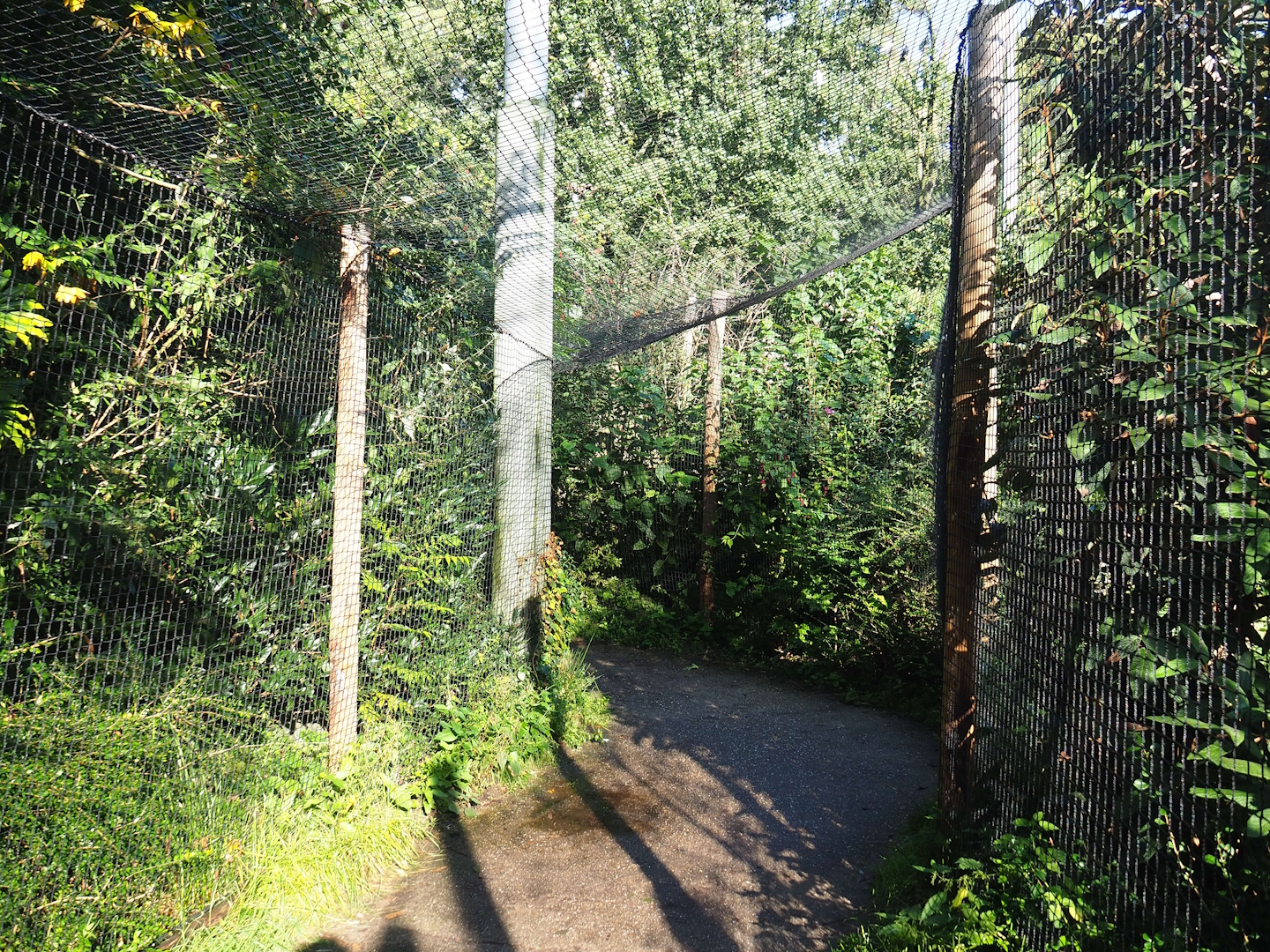 Snavelrijk ('Kingdom of Beaks') aviary - Larger viewing area covered with netting because of avian influenza safety, 2023-09-24