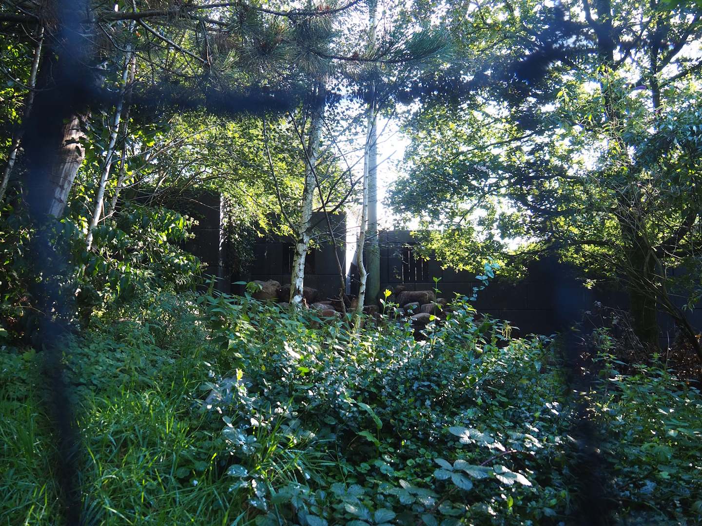 Snavelrijk ('Kingdom of Beaks') aviary - Wall with Eurasian griffon vulture nesting areas, 2023-09-24