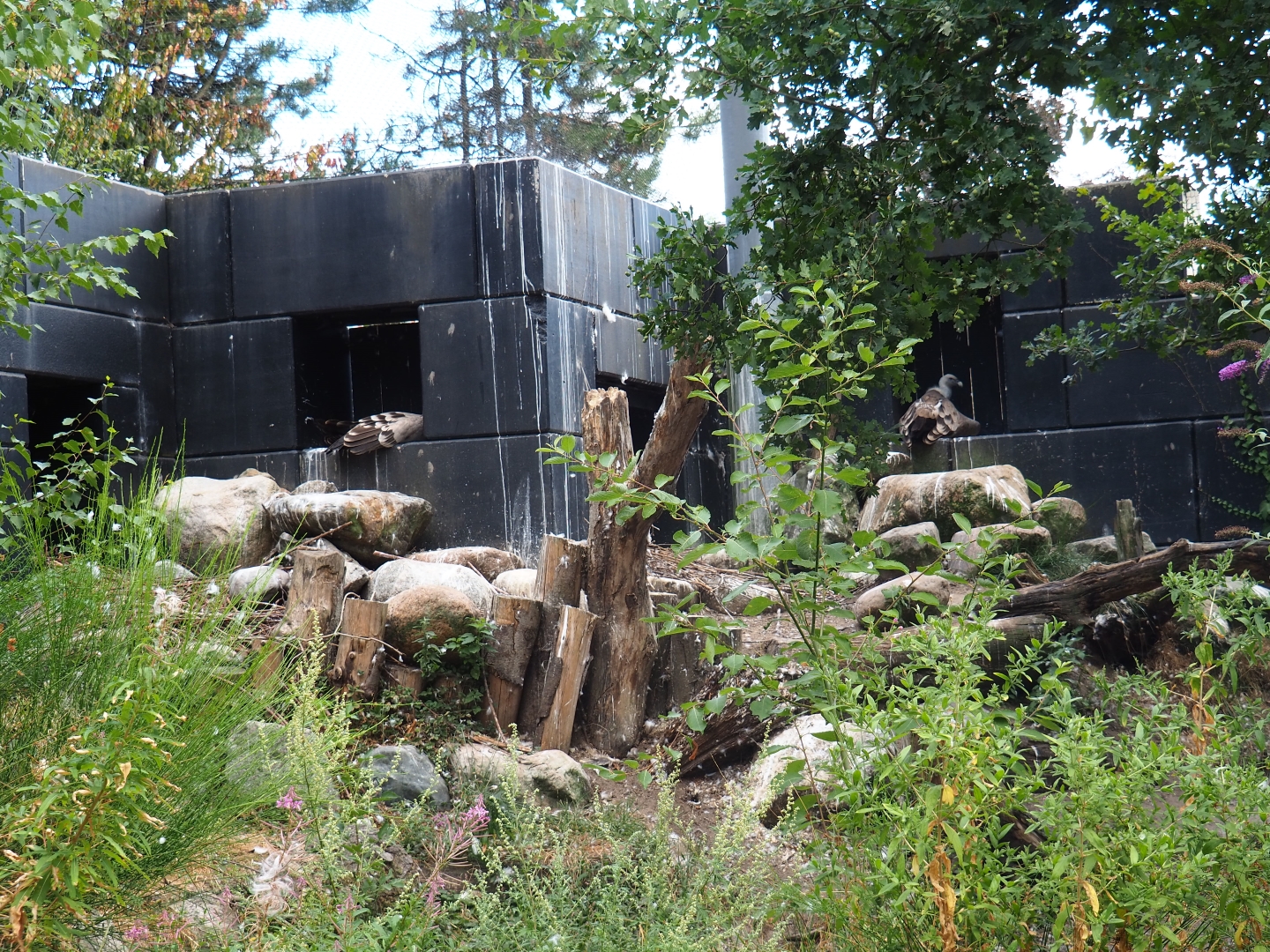 SnavelRijk vulture nesting area