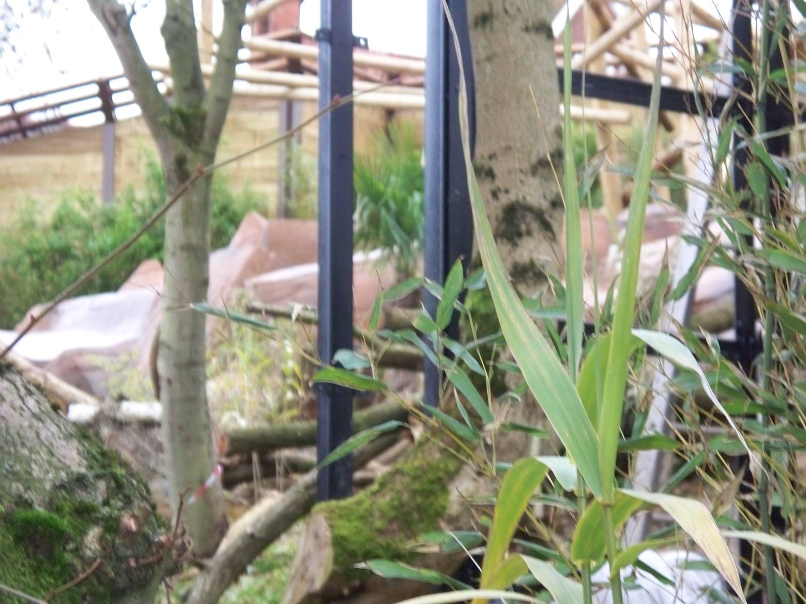 sneak  at new sun bear exhibit covered viewing?