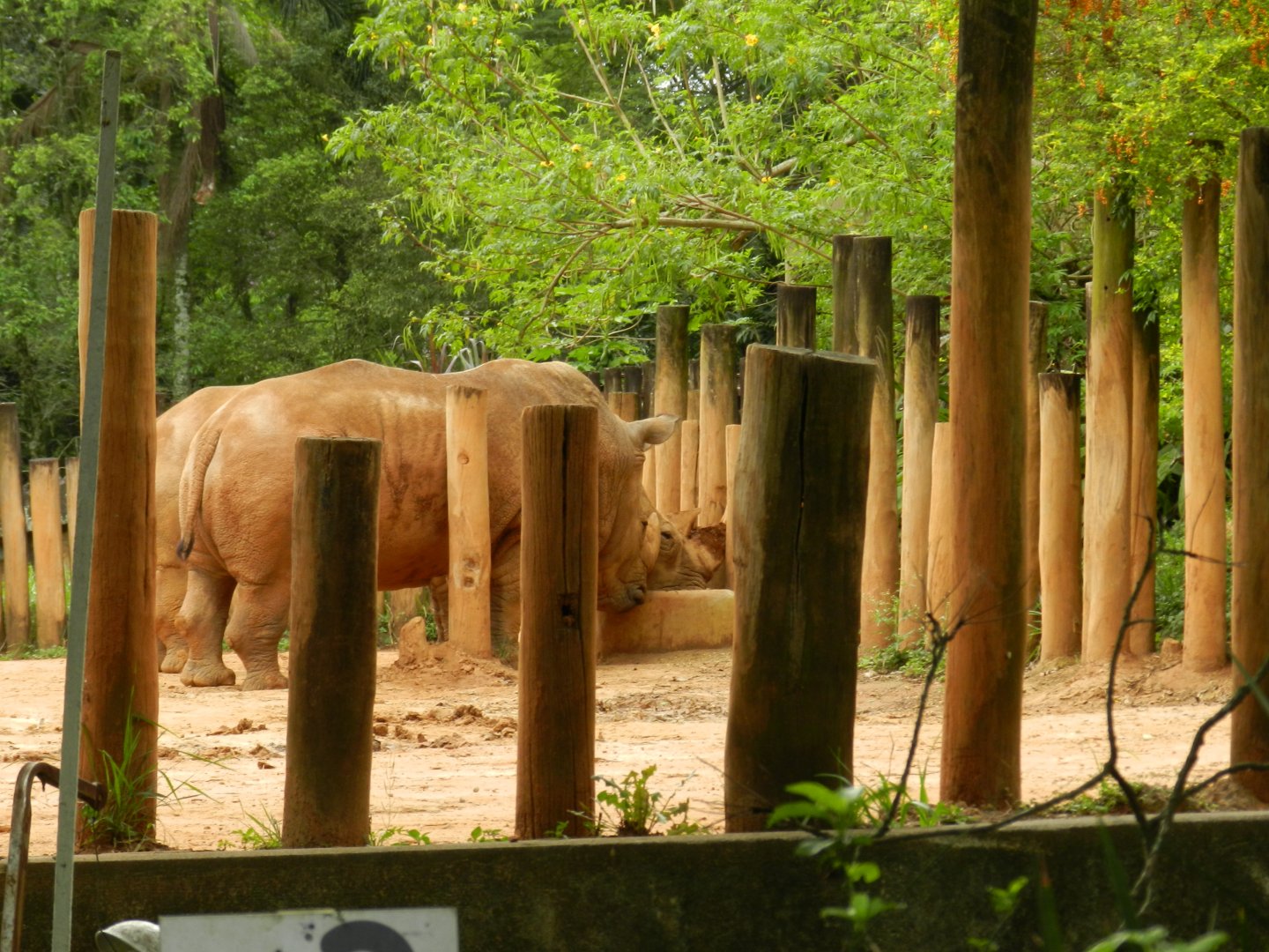 Sneak peak of the rhinos - Zoo São Paulo