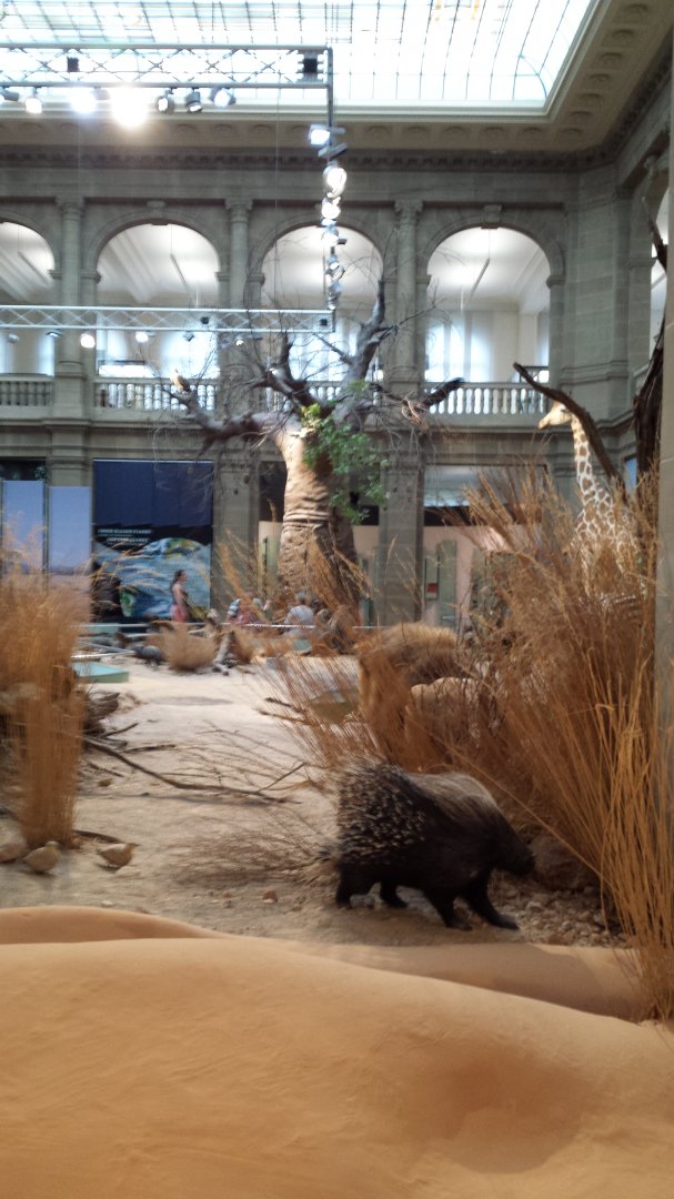 Sneak peek into the Africa panorama