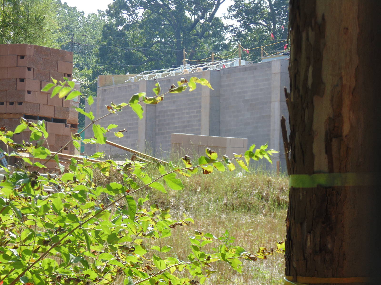 sneak peek of new reptile/amphibian building