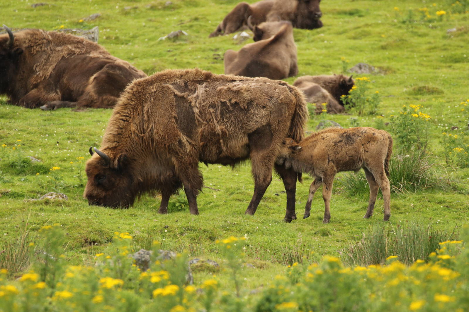 Sneaking A Quick Feed