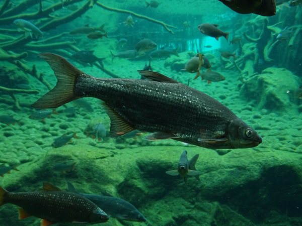 Sneep (Chondrostoma nasus)