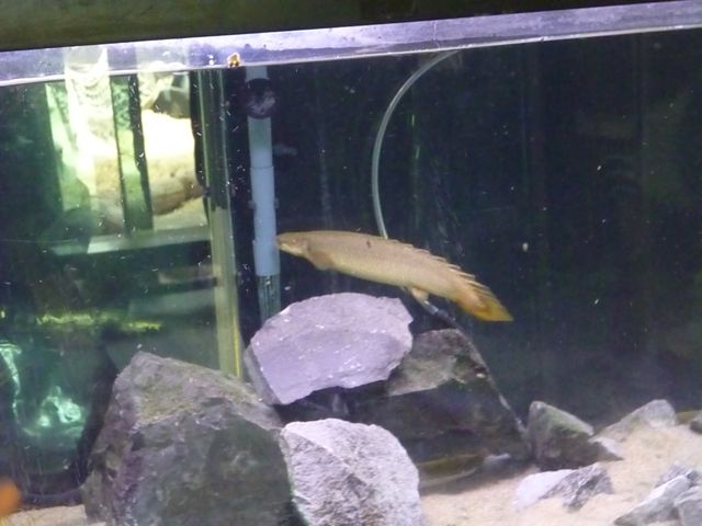 Snegal Bichir