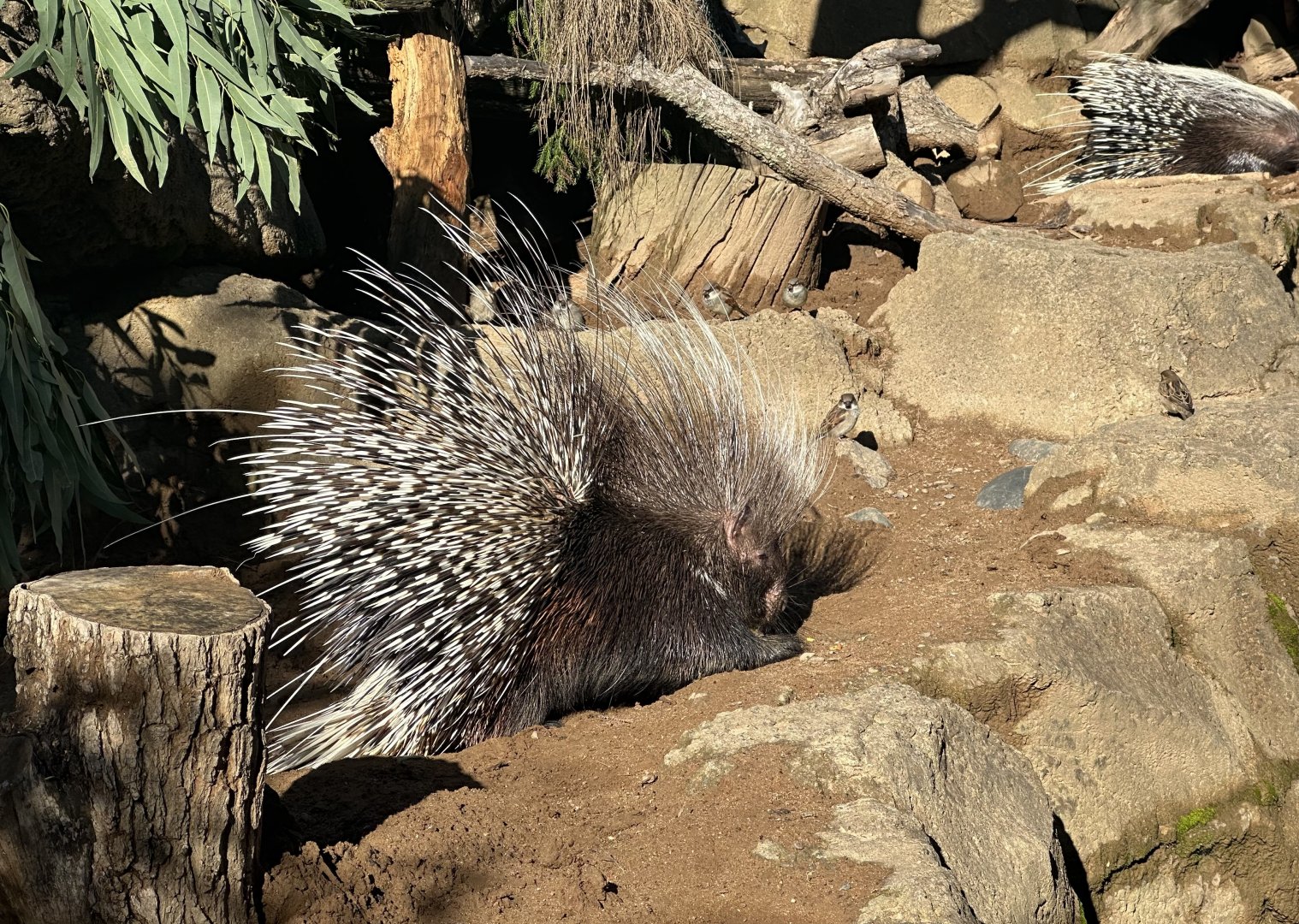 Snickers (Cape Porcupine)