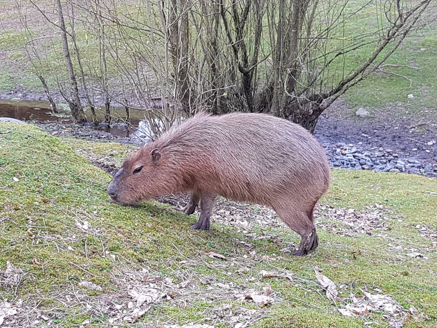 Snickers (Capybara)