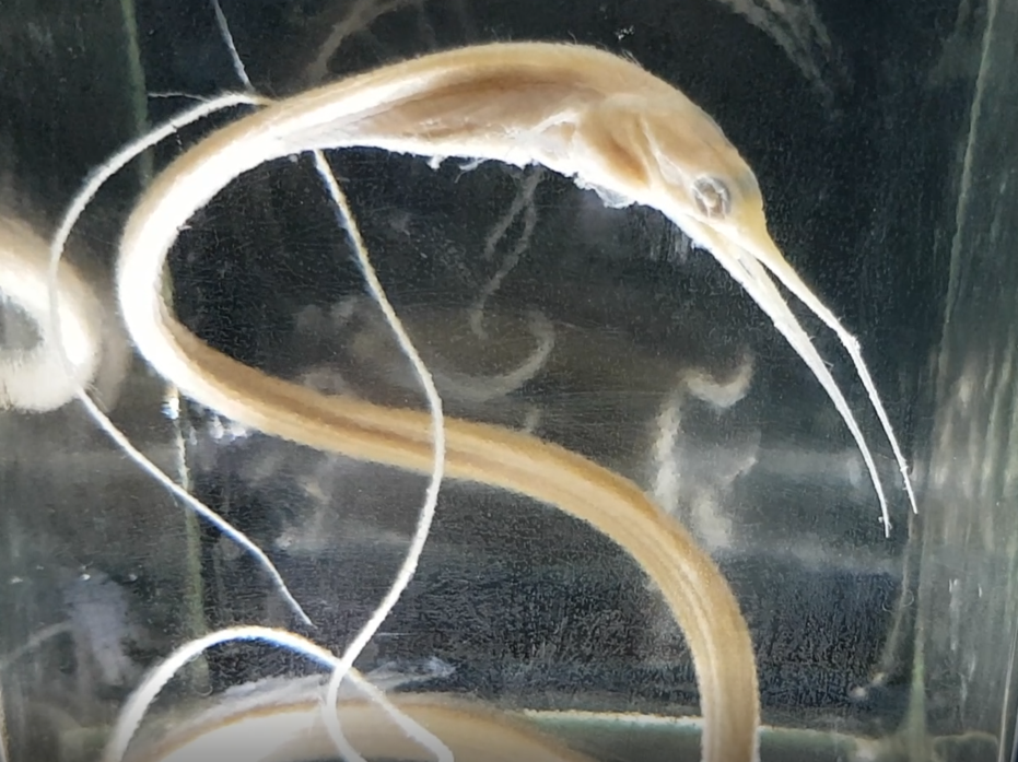 Snipe-eel - Nemichthys scolopaceus