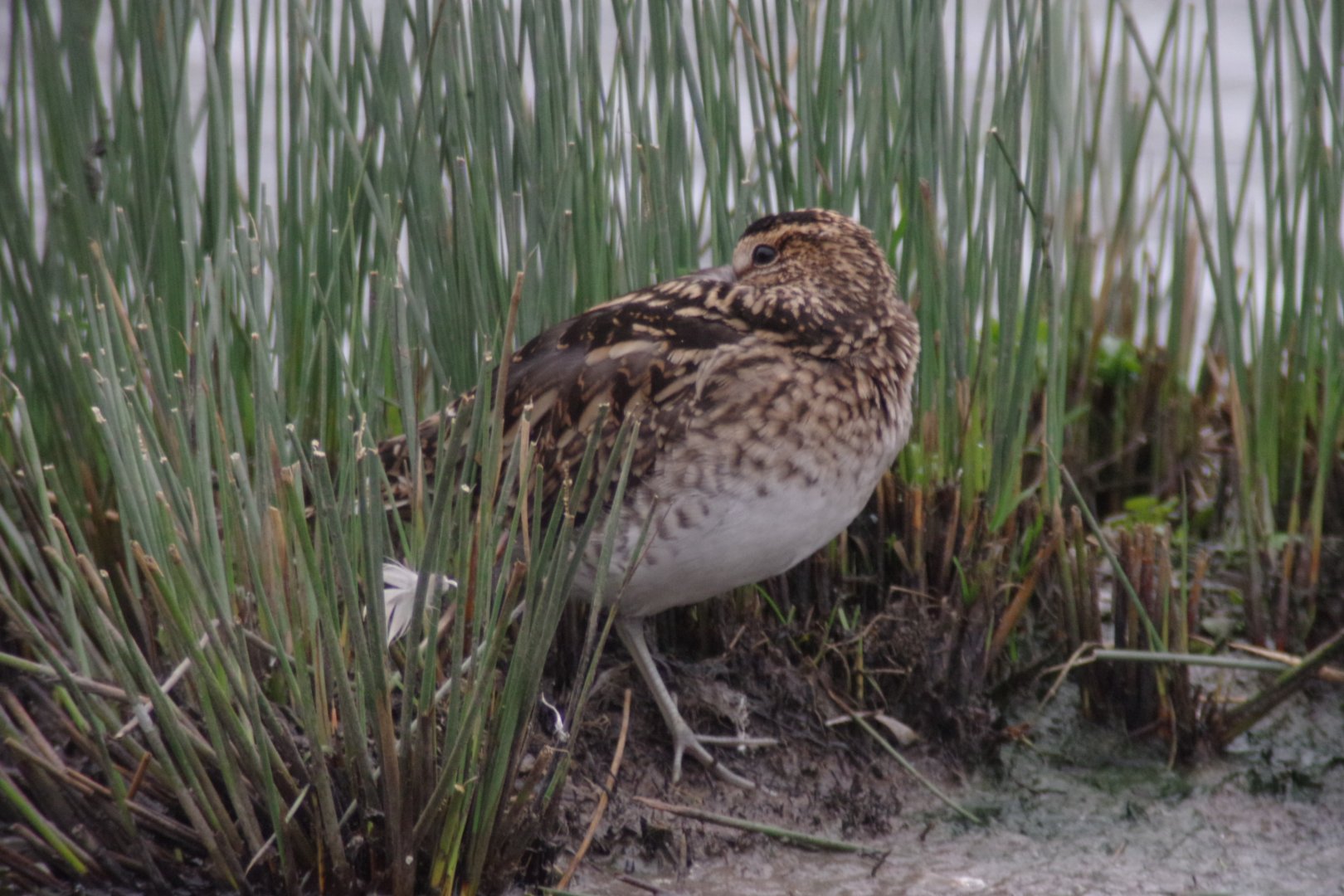 Snipe (wild) 290224