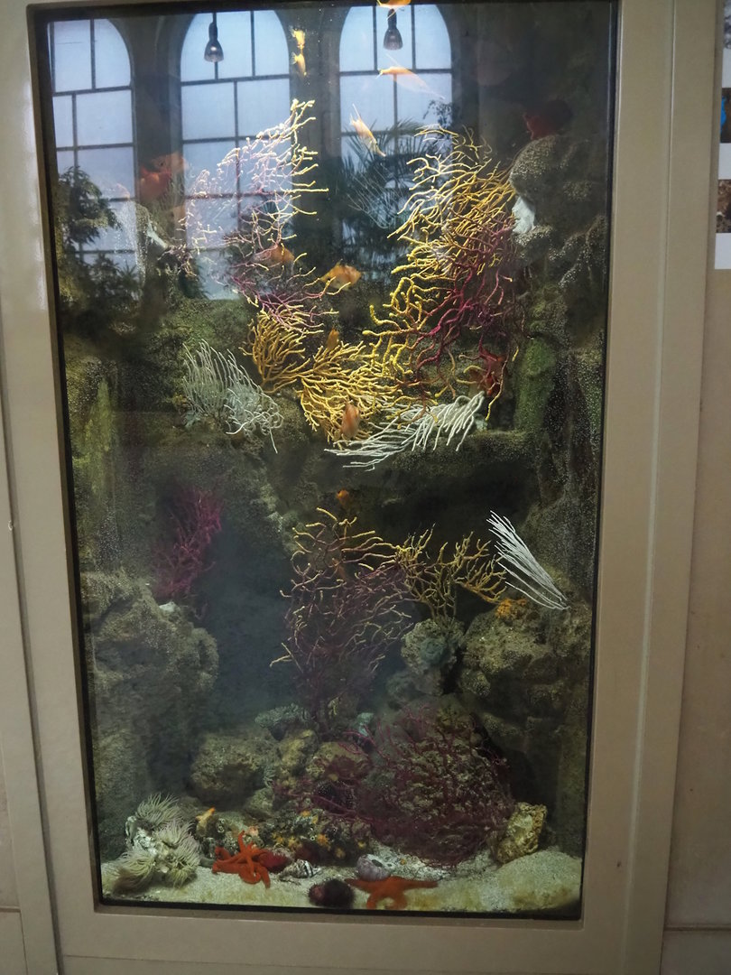 Snipefish, boarfish and marine invertebrate tank in the entrance hall of the aquarium, 2022-08-16
