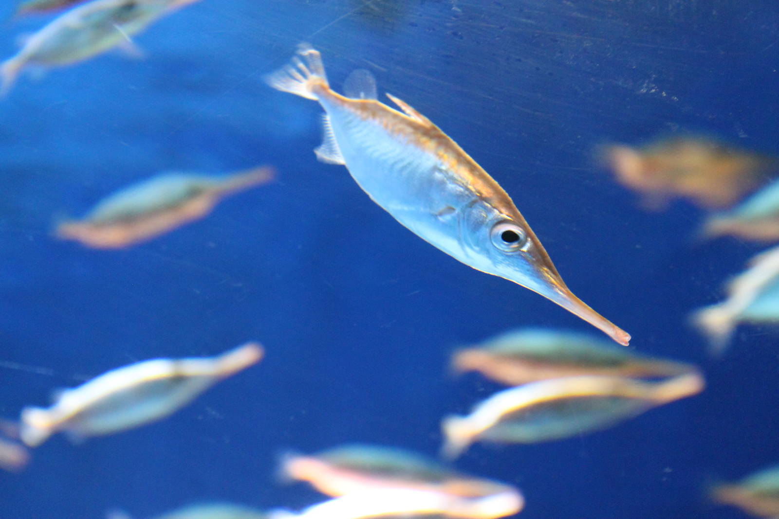 Snipefish (Macroramphosus scolopax)