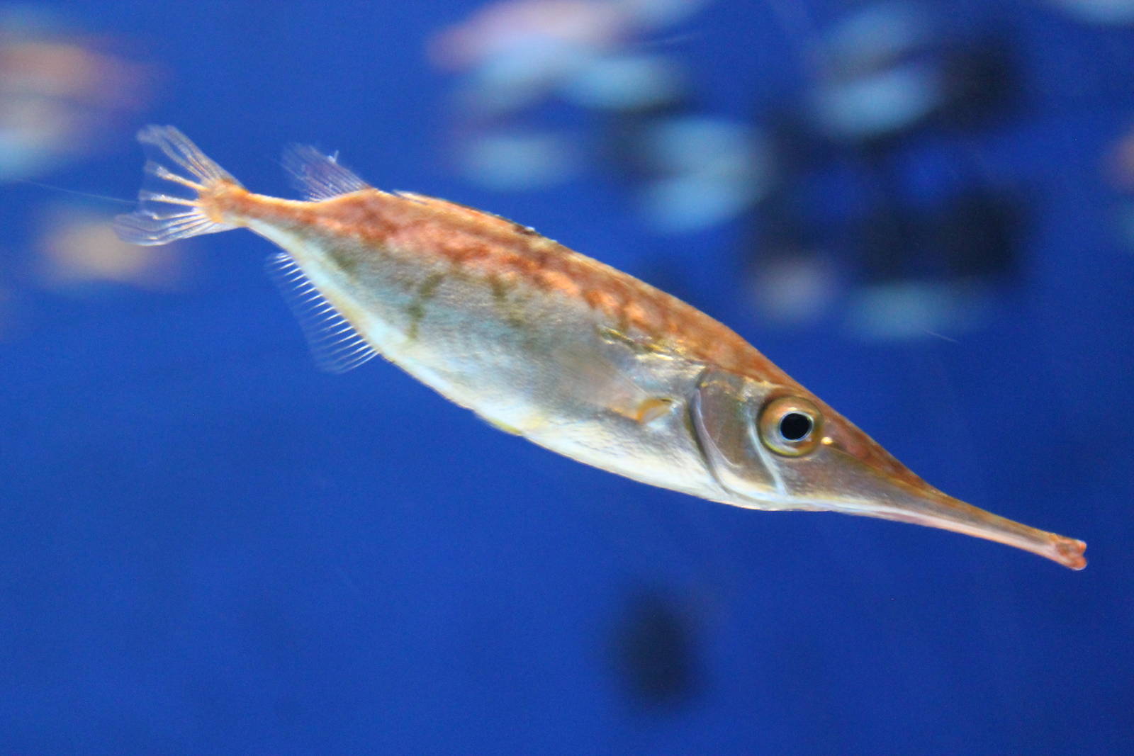 Snipefish (Macroramphosus scolopax)