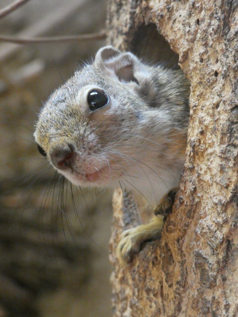 Snith's Bush Squirrel