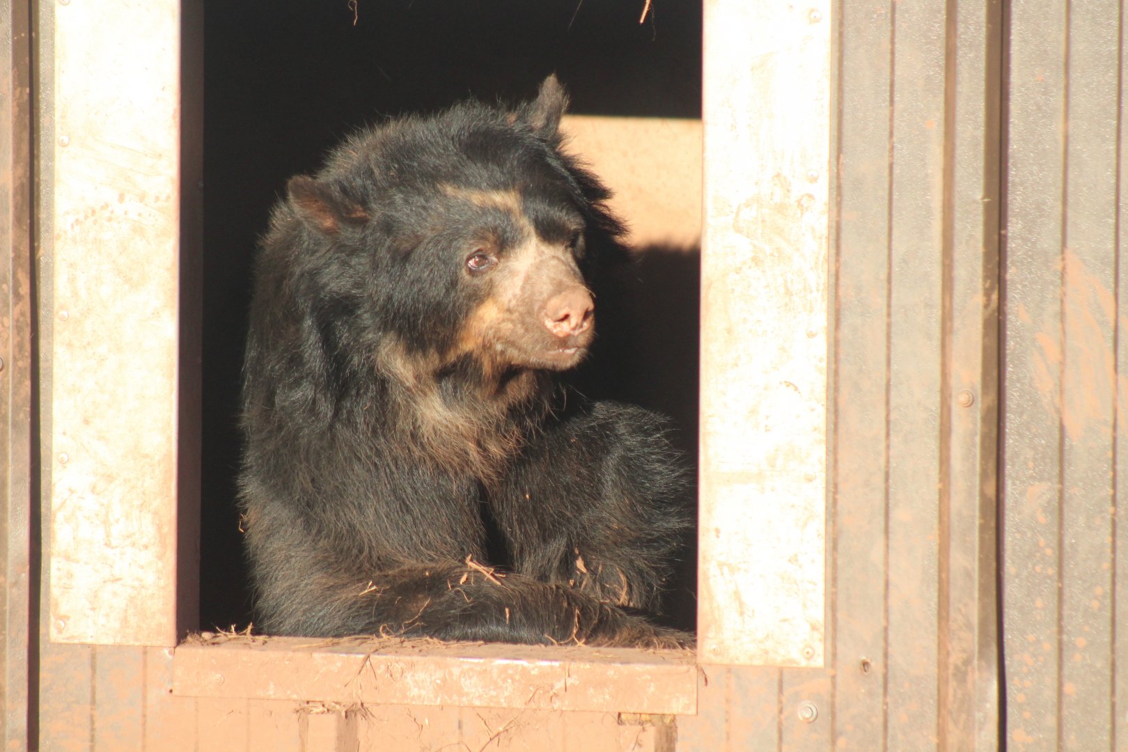 Snoopy or is it Paddington !!!!!