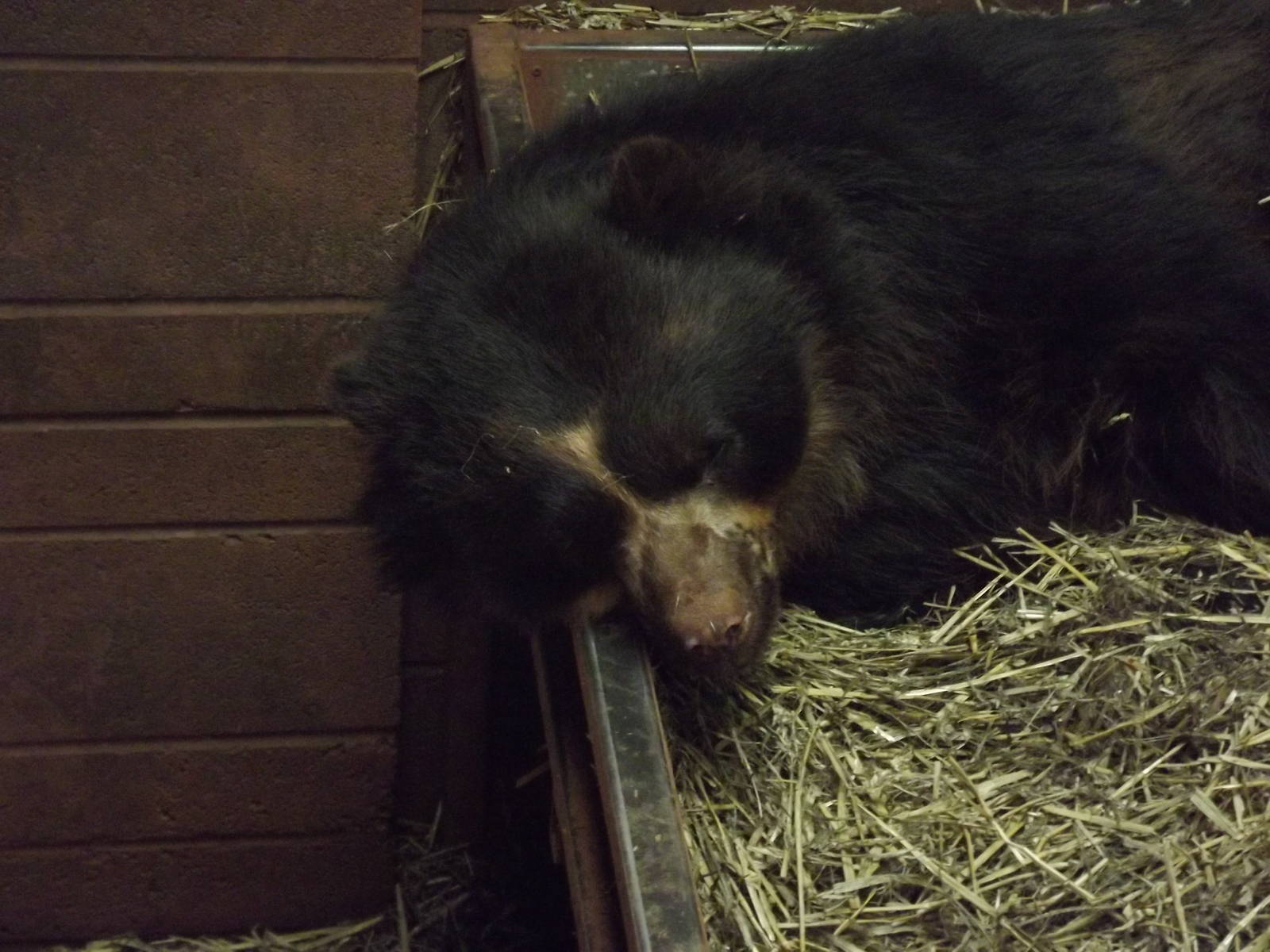 Snoopy the Andean Bear at South Lakes WAP 26/11/11