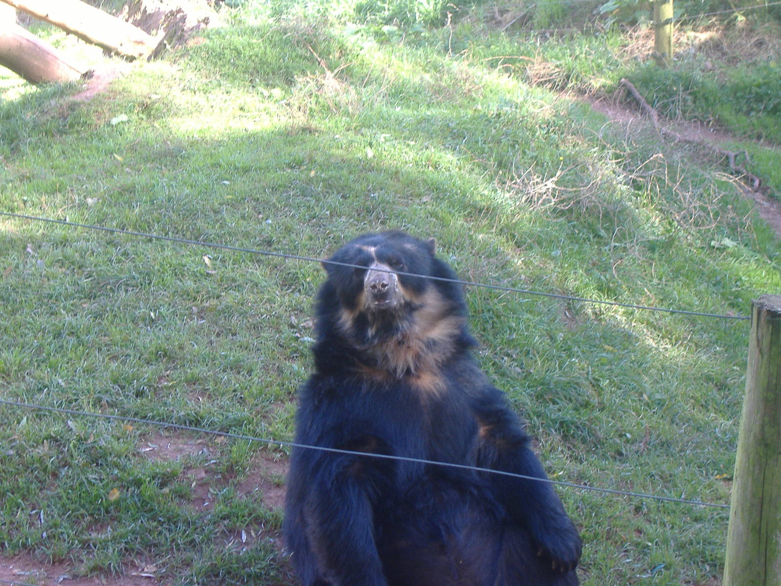 Snoopy the male Andean (spectacled) bear at South Lakes Wild Animal Park, 2