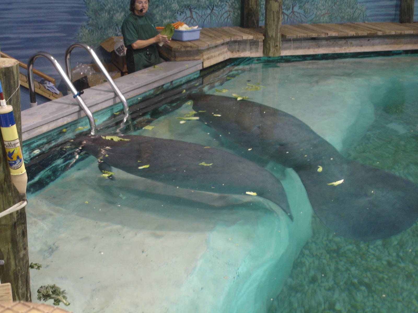 Snooty and one of the young Manatees