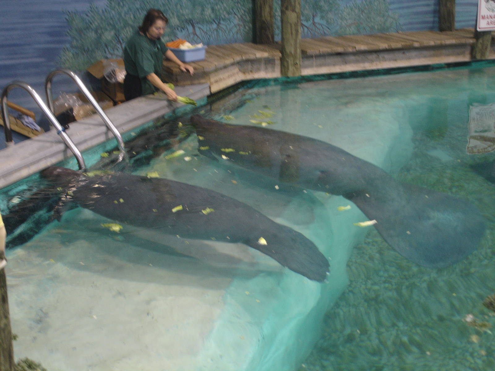 Snooty and one of the young Manatees