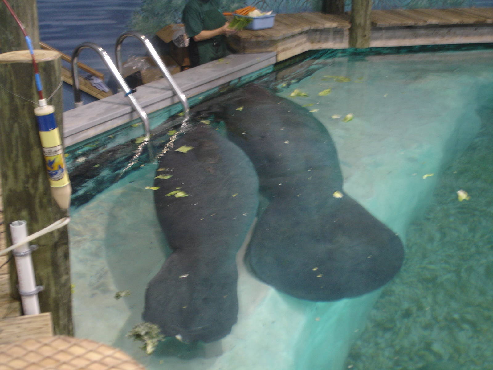 Snooty and one of the young Manatees
