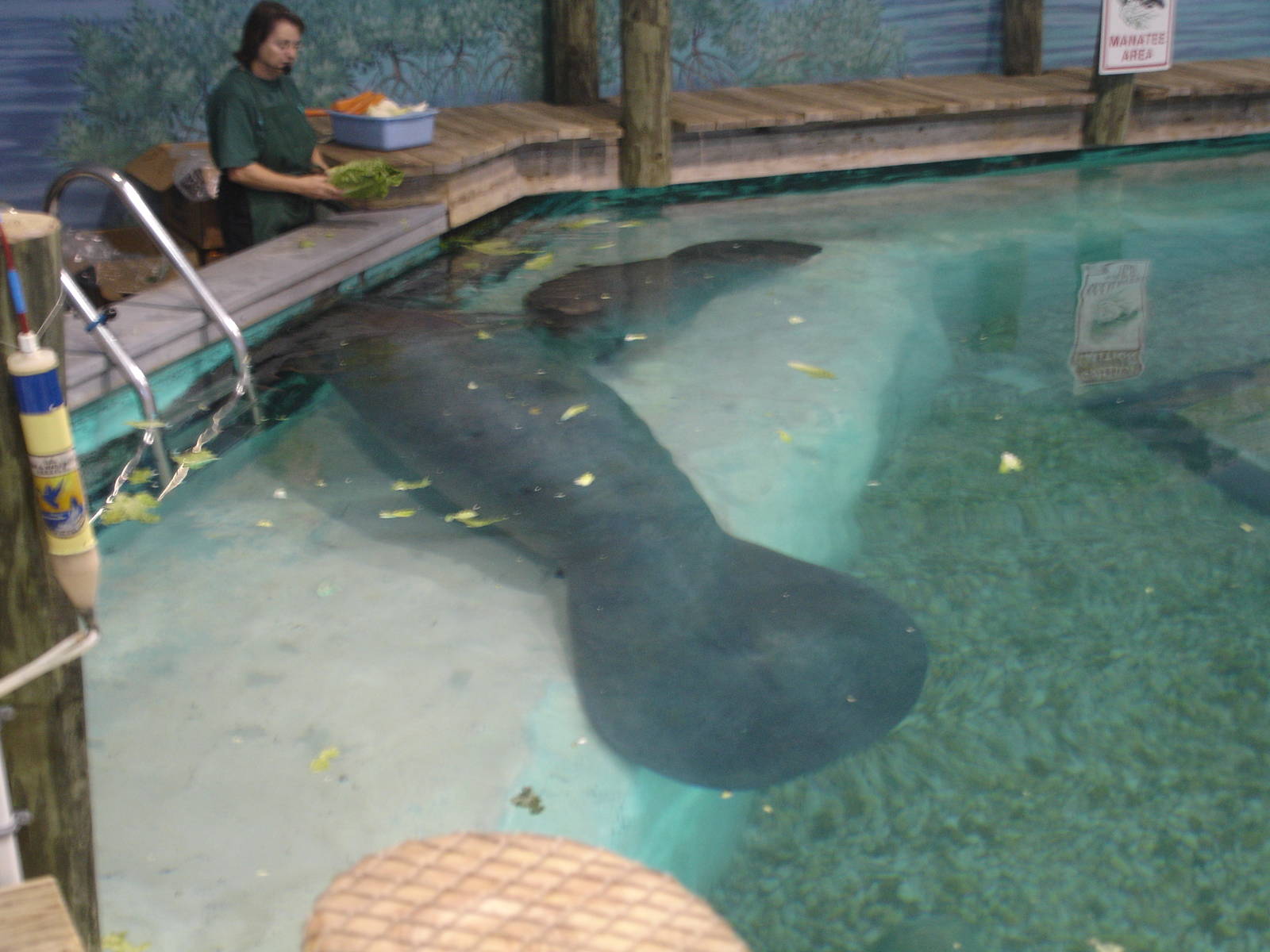 Snooty and one of the young Manatees