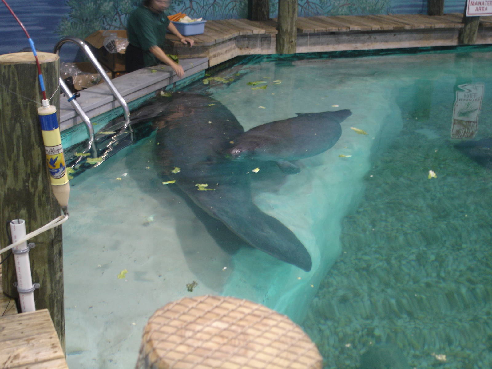 Snooty and one of the young Manatees