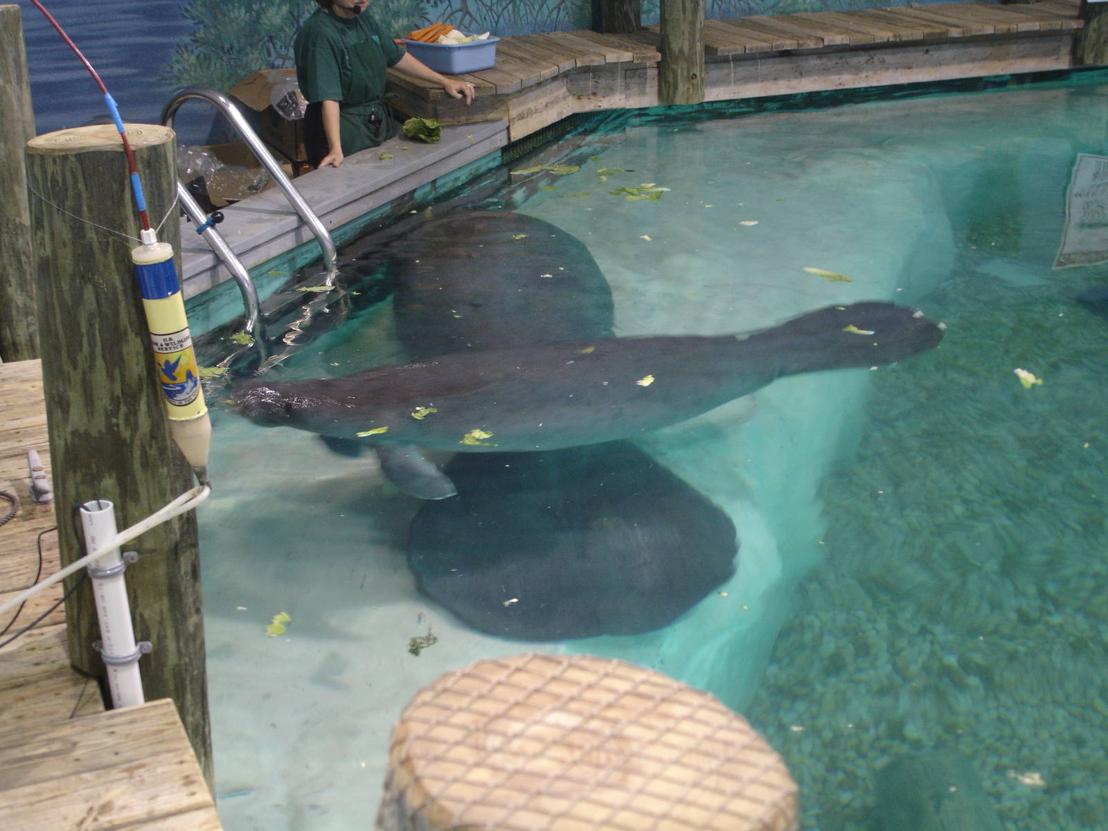 Snooty and one of the young Manatees