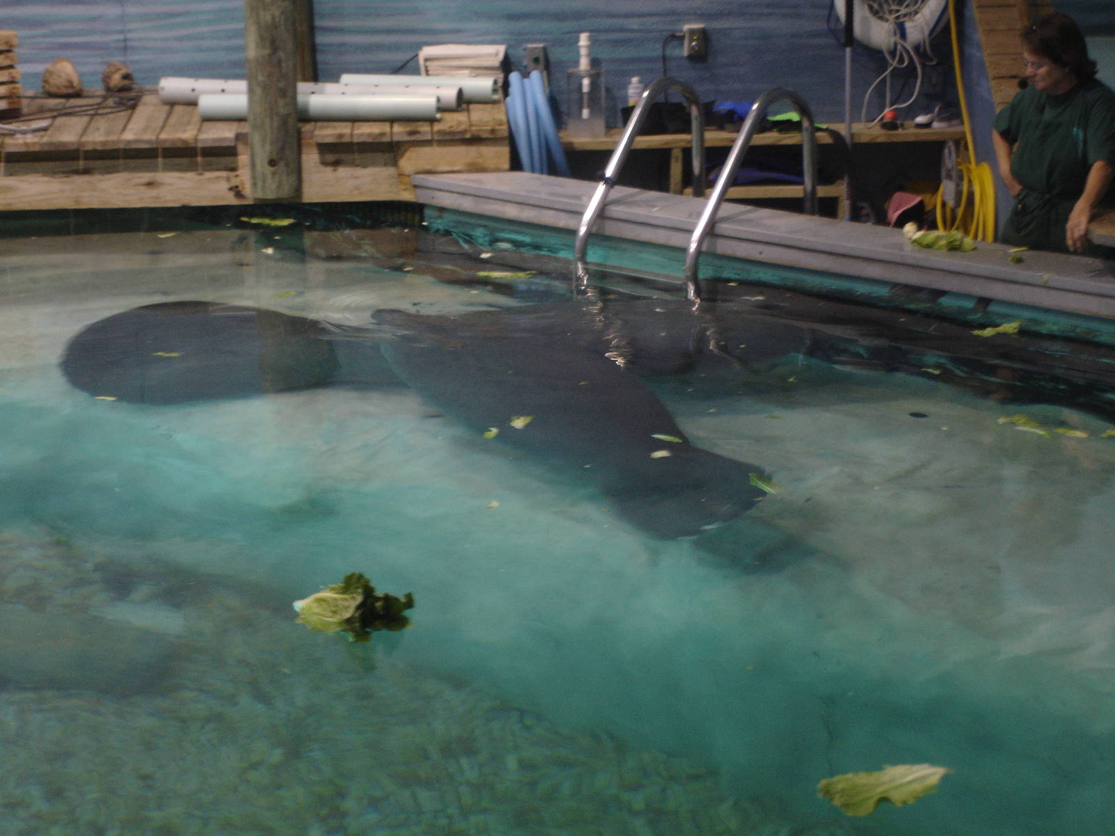 Snooty waiting for his demonstration