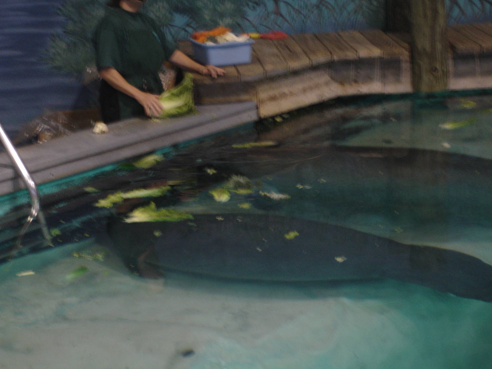 Snooty with a young Manatee