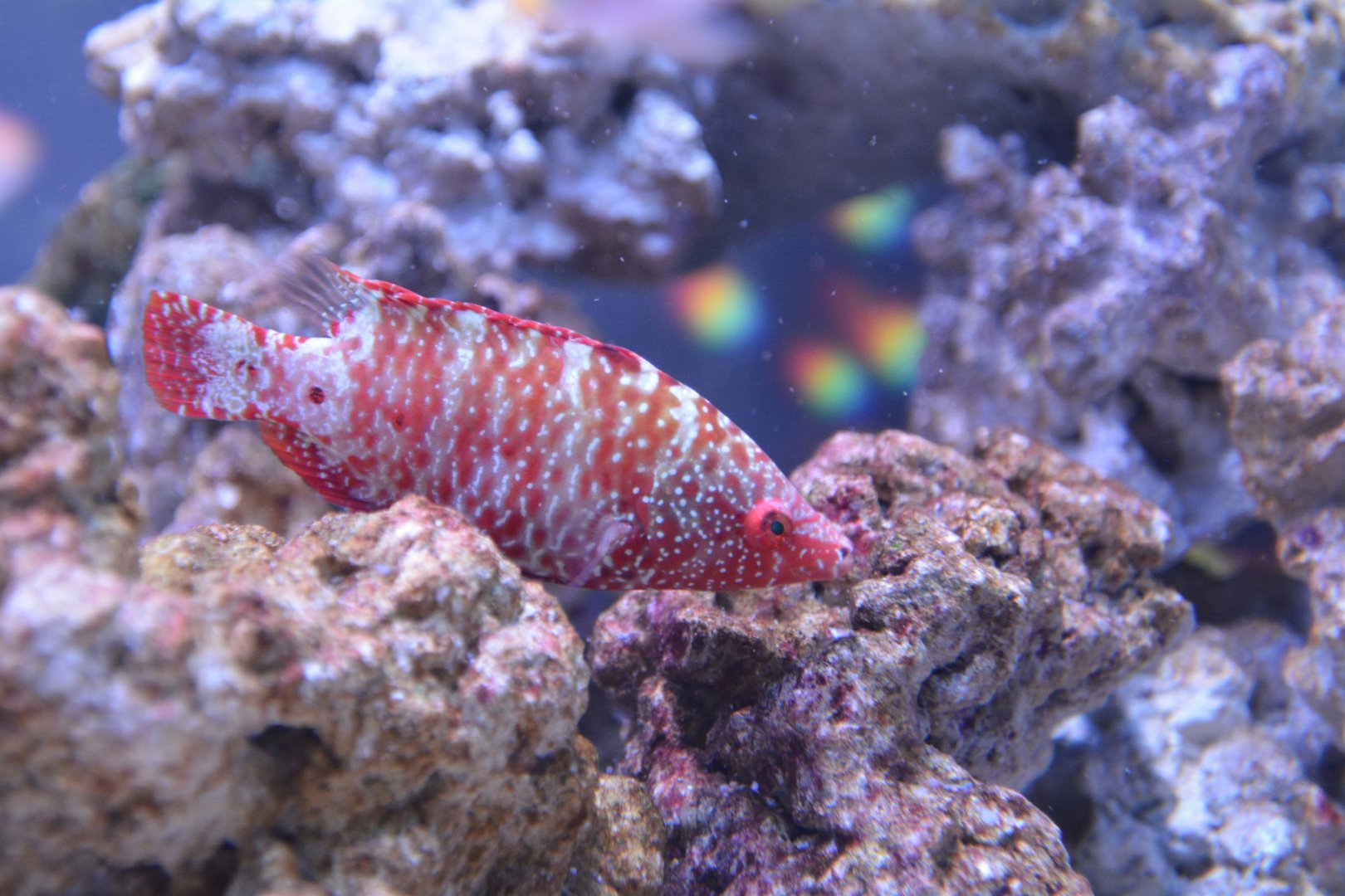 Snooty wrasse (Cheilinus oxycephalus)