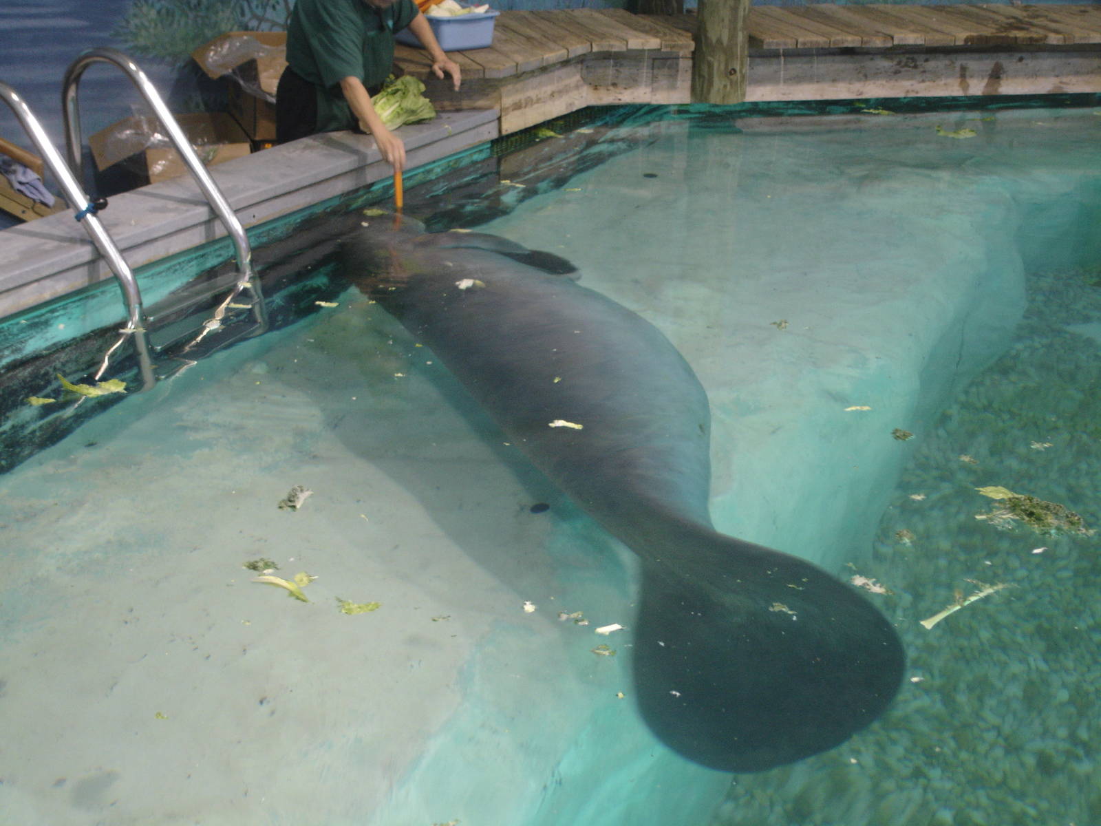 Snooty's trick - rollover for a carrot