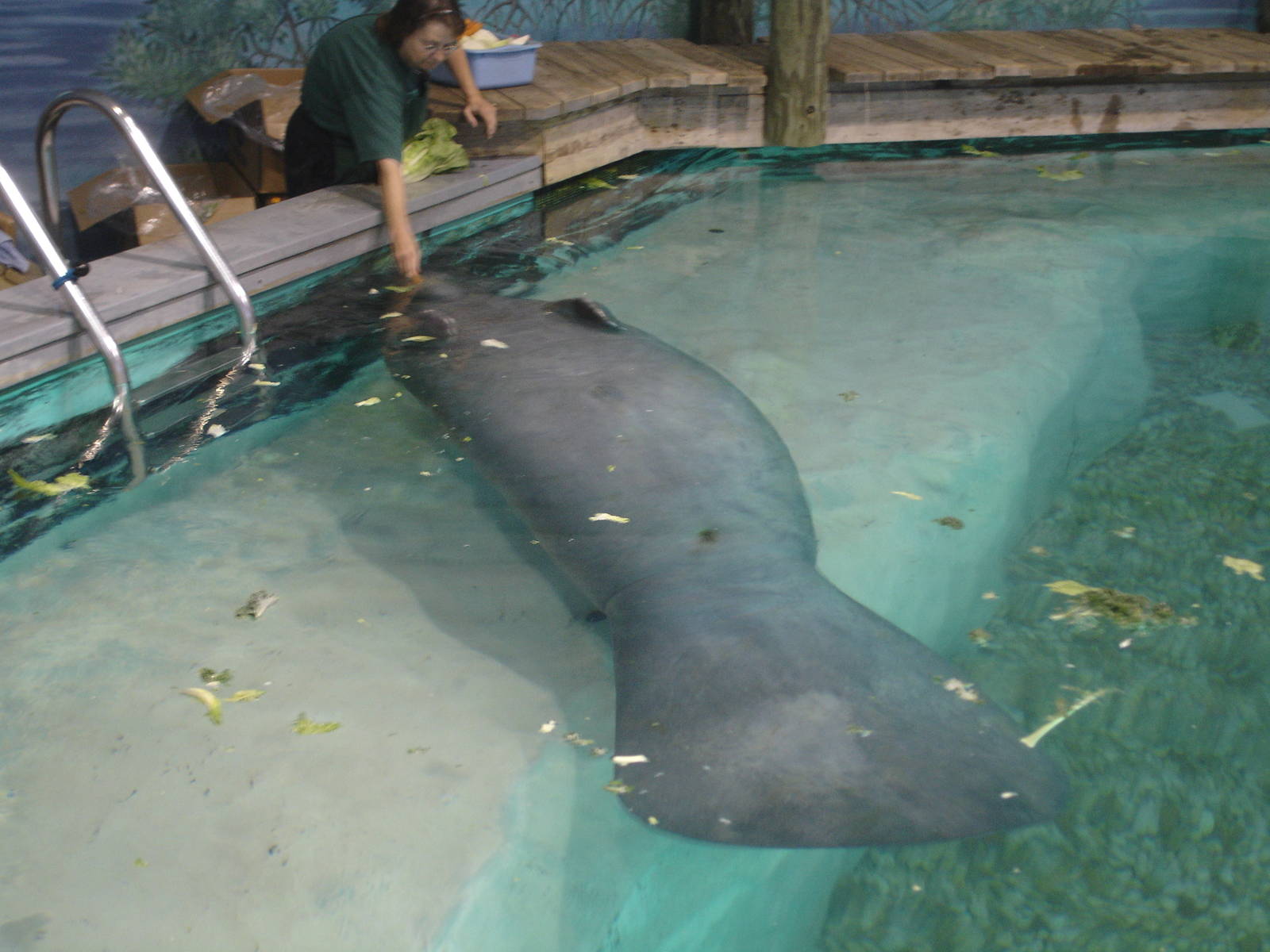 Snooty's trick - rollover for a carrot