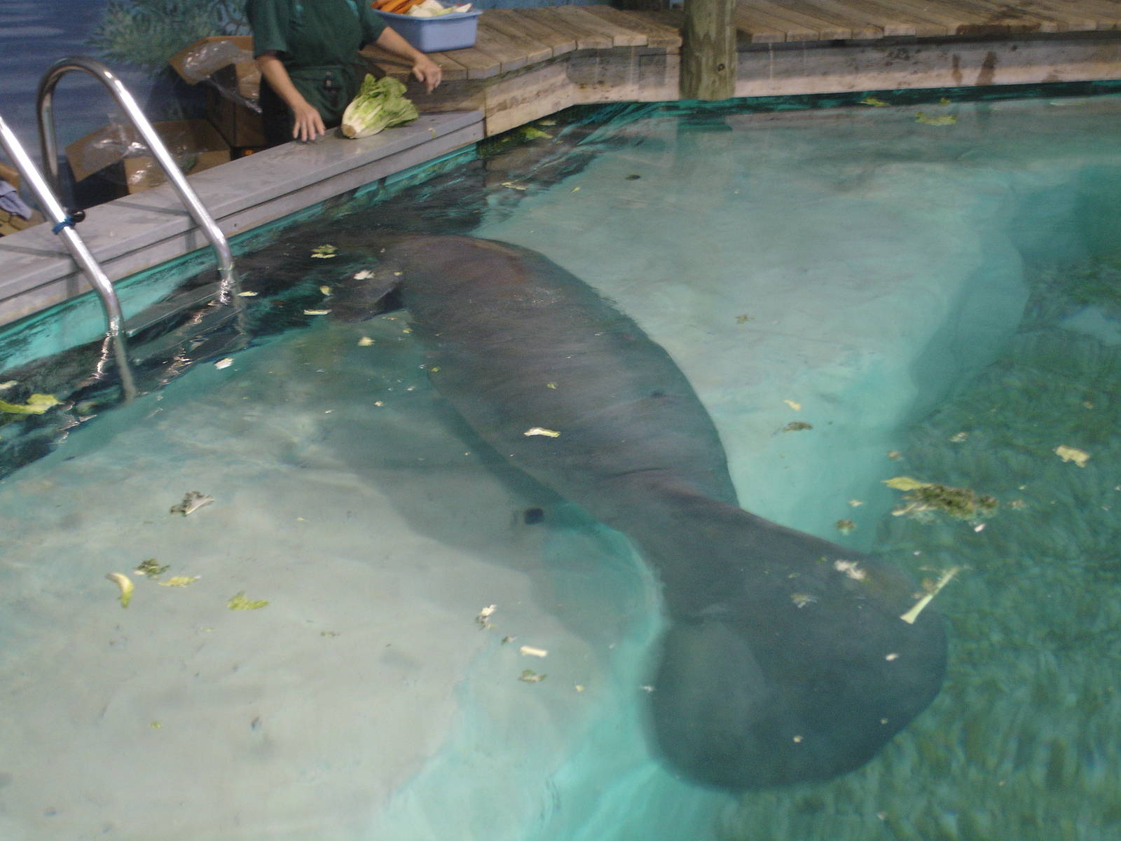 Snooty's trick - rollover for a carrot