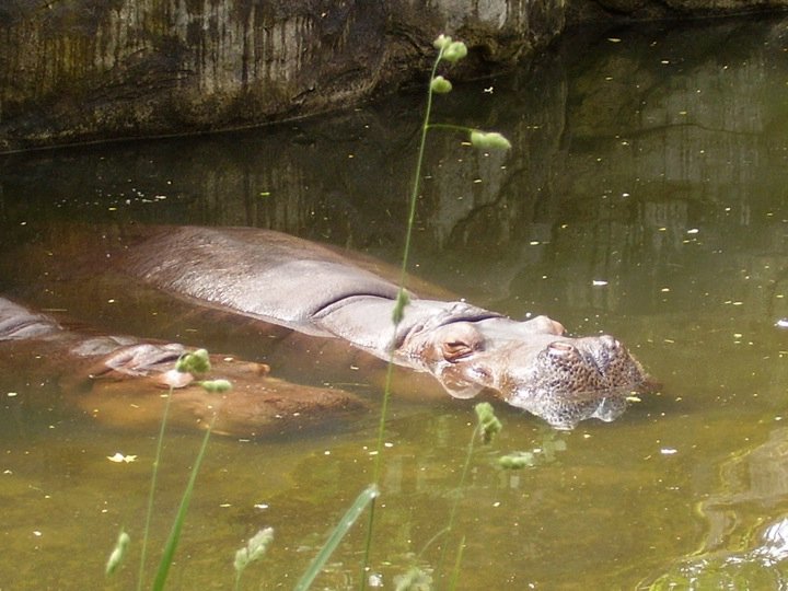 Snoozin' Hippos.